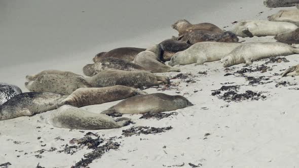 A seal tries to find a place to sunbathe on a crowded beach.