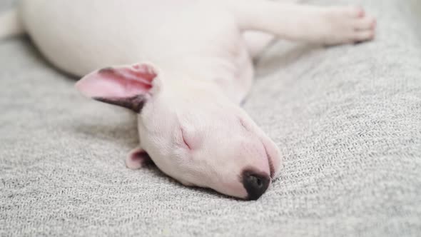 a Mini Bull Terrier Puppy Sleeps on a Grey Plaid