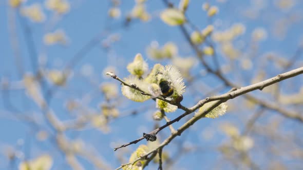 Close slomo of bumblebee flying and sitting by yellow flowers in tree