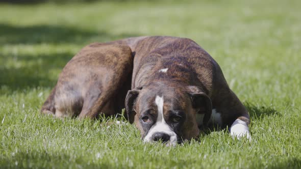 Adorable Boxer Dog Relaxing on Grass Outside