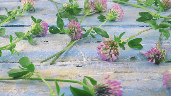 Fresh flowers of clover on vintage light blue wooden tabletop.