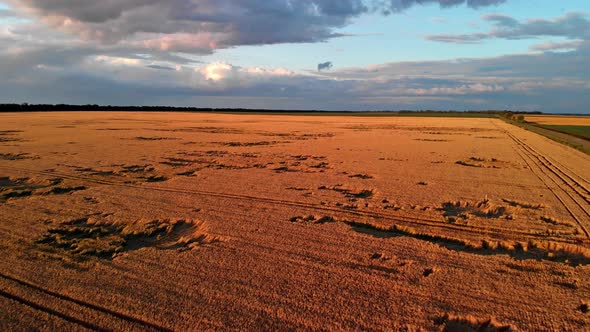 Flying over a beautiful yellow wheat field at sunset.