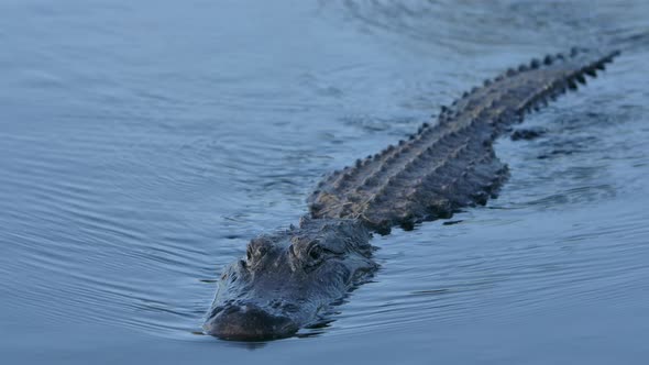american alligator swimming close up super slomo