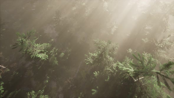 Aerial Sunrays in Forest with Fog