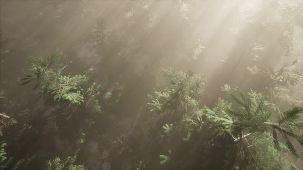 Aerial Sunrays in Forest with Fog alt