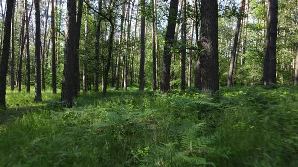 Beautiful Green Forest on a Summer Day Slow Motion