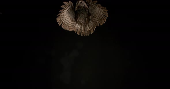 900174 Eurasian Tawny Owl, strix aluco, Adult in Flight, Normandy, Slow motion 4K