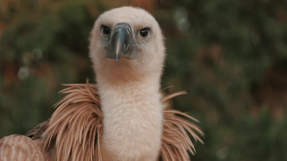 4K Close-up Frame Of A Vulture's Head While Looking Around