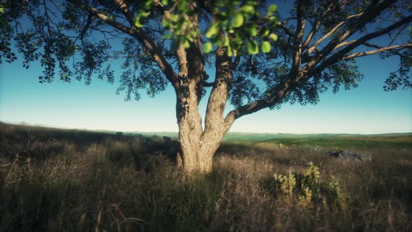 African Landscape with a Beautiful Big Tree