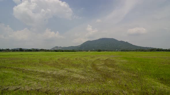 Timelapse windy dry paddy field in afternoon