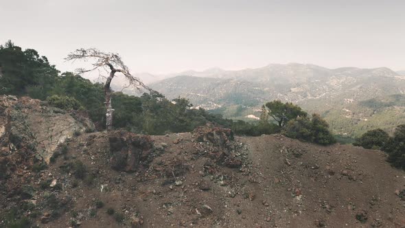 Aerial View Dry Tree on Rocky Sandy Mountain