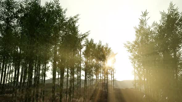 Green Bamboo Forest in Hills