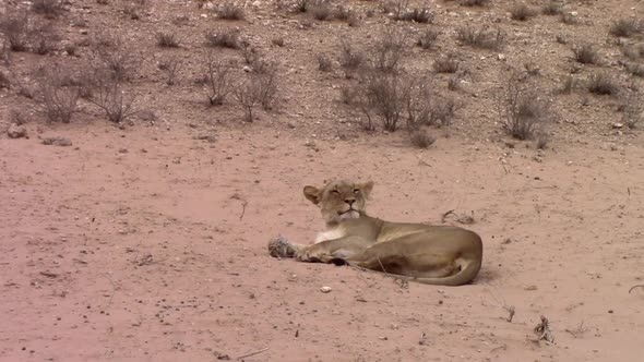 Lazy African Lioness relaxes peacefully in warm Kalahari Desert sand