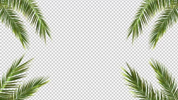 Coconut Palm Leaf  Palm Frame