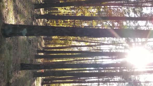 Vertical Video of an Autumn Forest During the Day in Ukraine