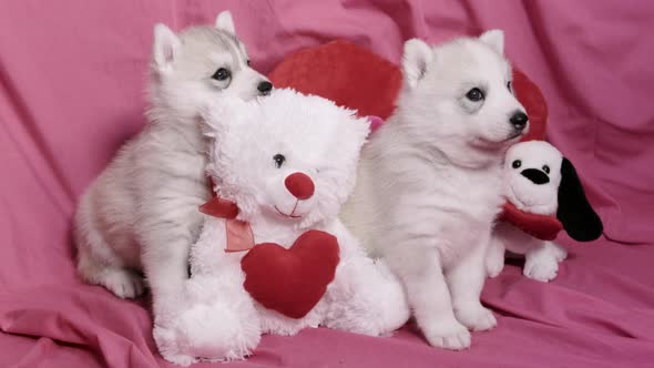 cute Valentines Day Husky puppies posing with teddy bear and toys