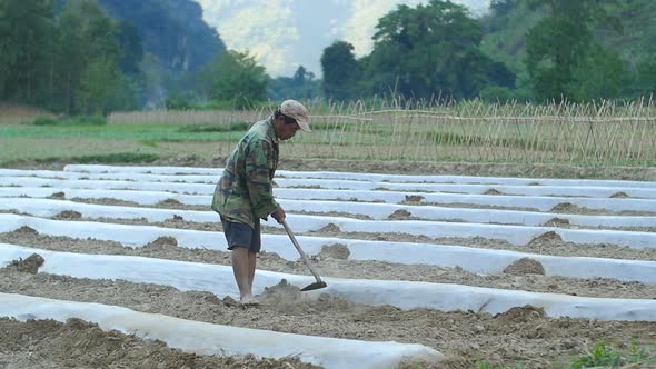 Man Working In Vegetables Garden