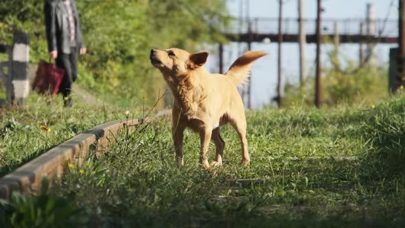 Homeless Redhaired Dog Barks Railway Tracks