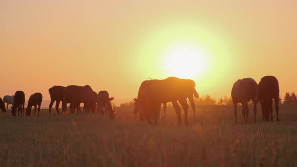 Silhouette of Grazing Horses Against Sunset Sun