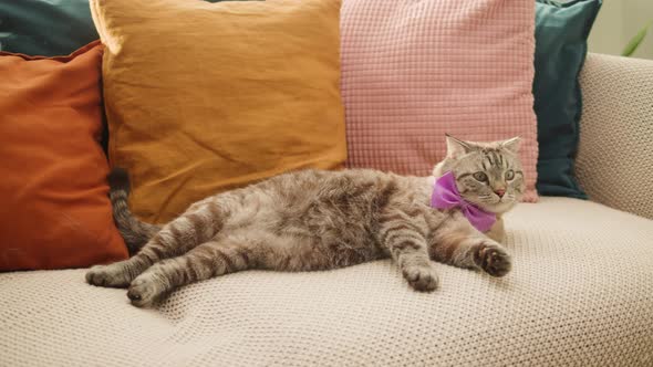 Cat Lying on Sofa Closeup Scottish Fold Portrait