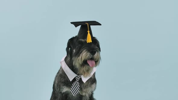 Portrait of a Mittelschnauzer in a Square Academic Cap and Collar with a Tie Around His Neck