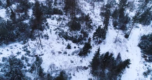 Aerial view of a forest during winter