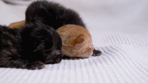 Three Newborn Blind Little Black and Red Kittens Crawling on a White Background