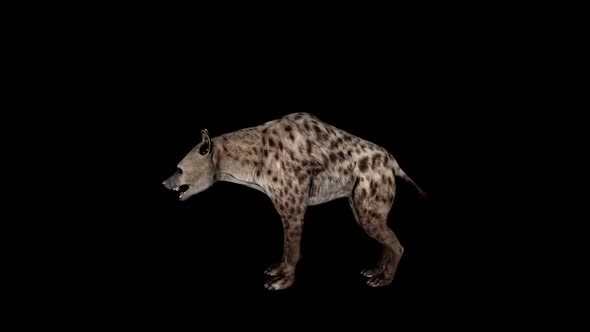 Hyena Idle