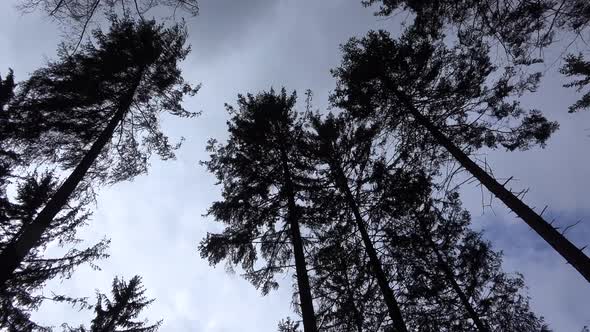 Tall Trees Move in the Wind, Clouds Go By in the Sky. View From Below the Trees