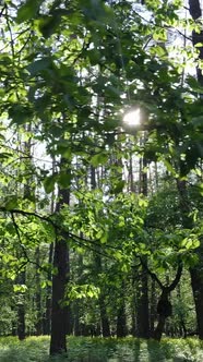 Vertical Video of Forest with Pine Trees in Summer
