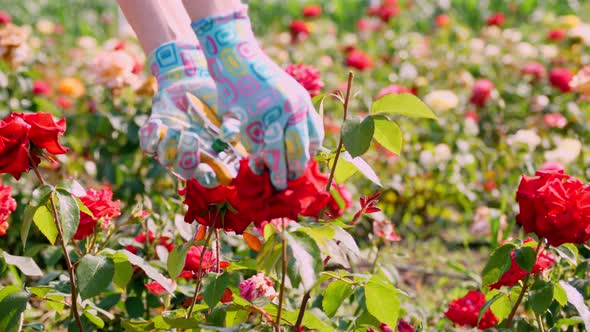 Close-up. a Gardener in Gloves Cuts Off the Bloomed Rose Buds. Growing and Caring for Roses