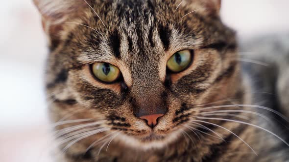 Close Up of Tabby Cat Portrait on the Balcony Near the Window