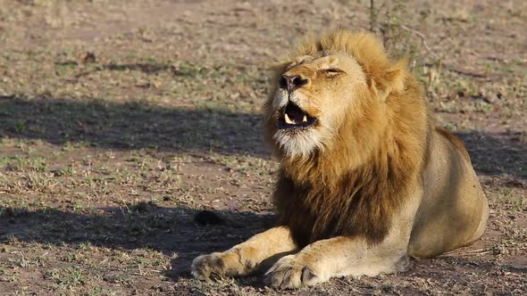 Large Male Lion King Roaring in the Early Morning Sun