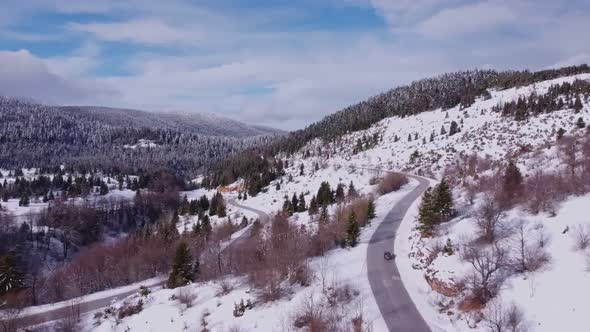 Snowy Forest 