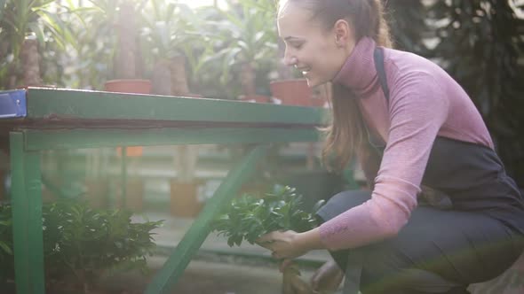 Young Happy Smiling Female Florist with Ponytail in Apron is Arranging Pots with Plants on the Shelf