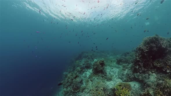 The Underwater World of a Coral Reef