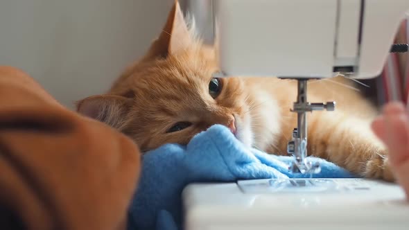 Cute Ginger Cat Is Sleeping Behind Sewing Machine. Fluffy Pet Licking. Cozy Home Background.