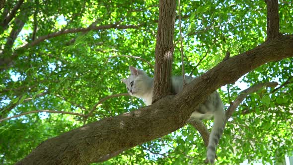 Cute Scottish Kitten Climbing On A Tree