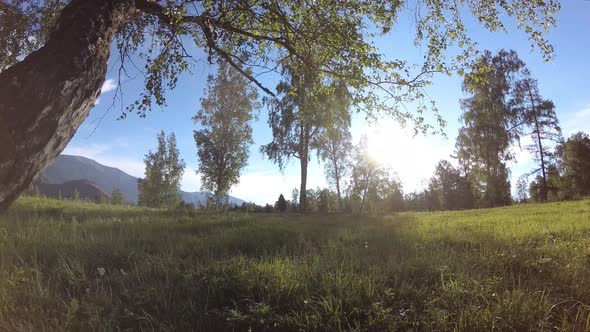 Sunny Rural Meadow at Mountain Landscape with Green Grass Trees and Sun Rays