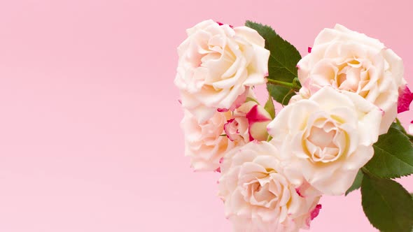 Bouquet of Beautiful Pink Roses on a Pastel Background with Copy Space Concept for the Holidays