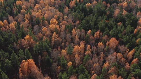 Aerial View of the Autumn Forest