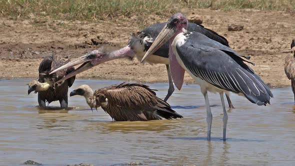 African white-backed vulture, gyps africanus, Group standing at the Water Hole, having Bath