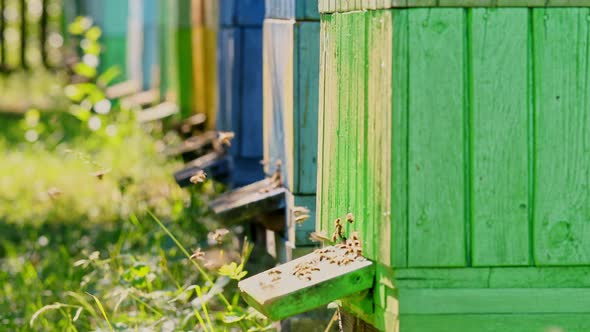 Closeup of wooden beehives in the summer garden, Poland