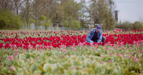 Farmer Working at Tulips Flower Plantation in Netherlands