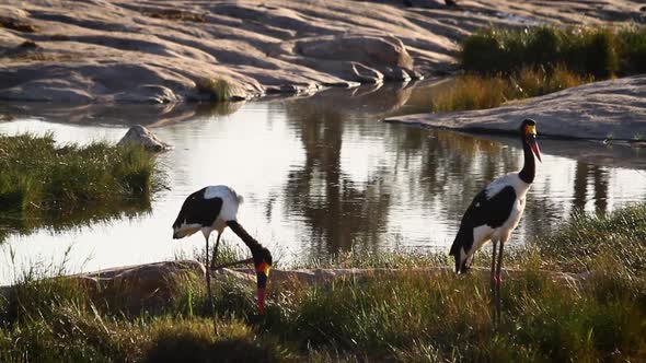 Saddle billed stork in Kruger National park, South Africa