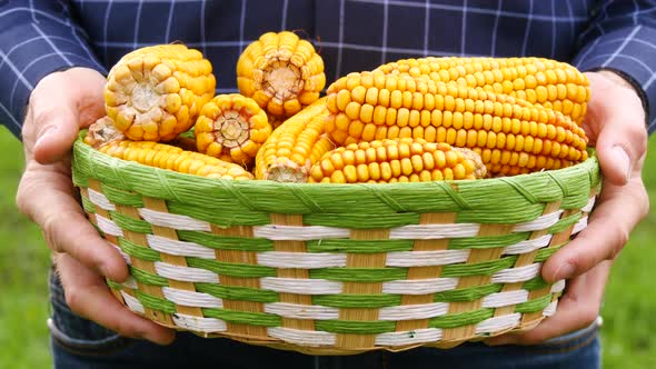 A Farmer Holds a Basket with Ripe Ears of Corn on the Background of Nature