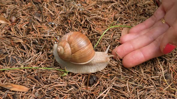 A woman placing her hand in front of a snail and then watching the snail curiously and cautiously ex