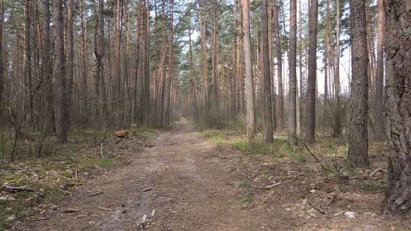 Aerial View of the Road Inside the Forest