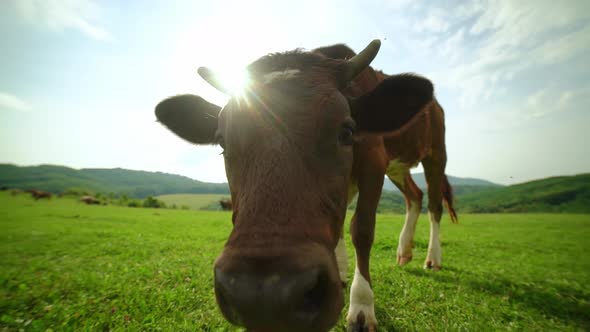 Extreme Closeup of a Curious Dairy Cow