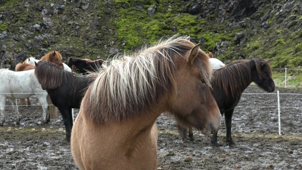 Portraits of an Icelandic Brown horses, close-up, Icelandic stallion posing in a field. Furry animal